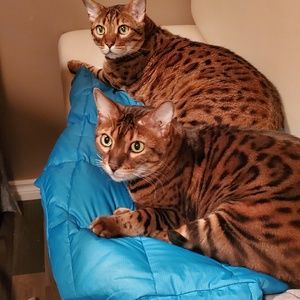 Meet your Posher, Dana